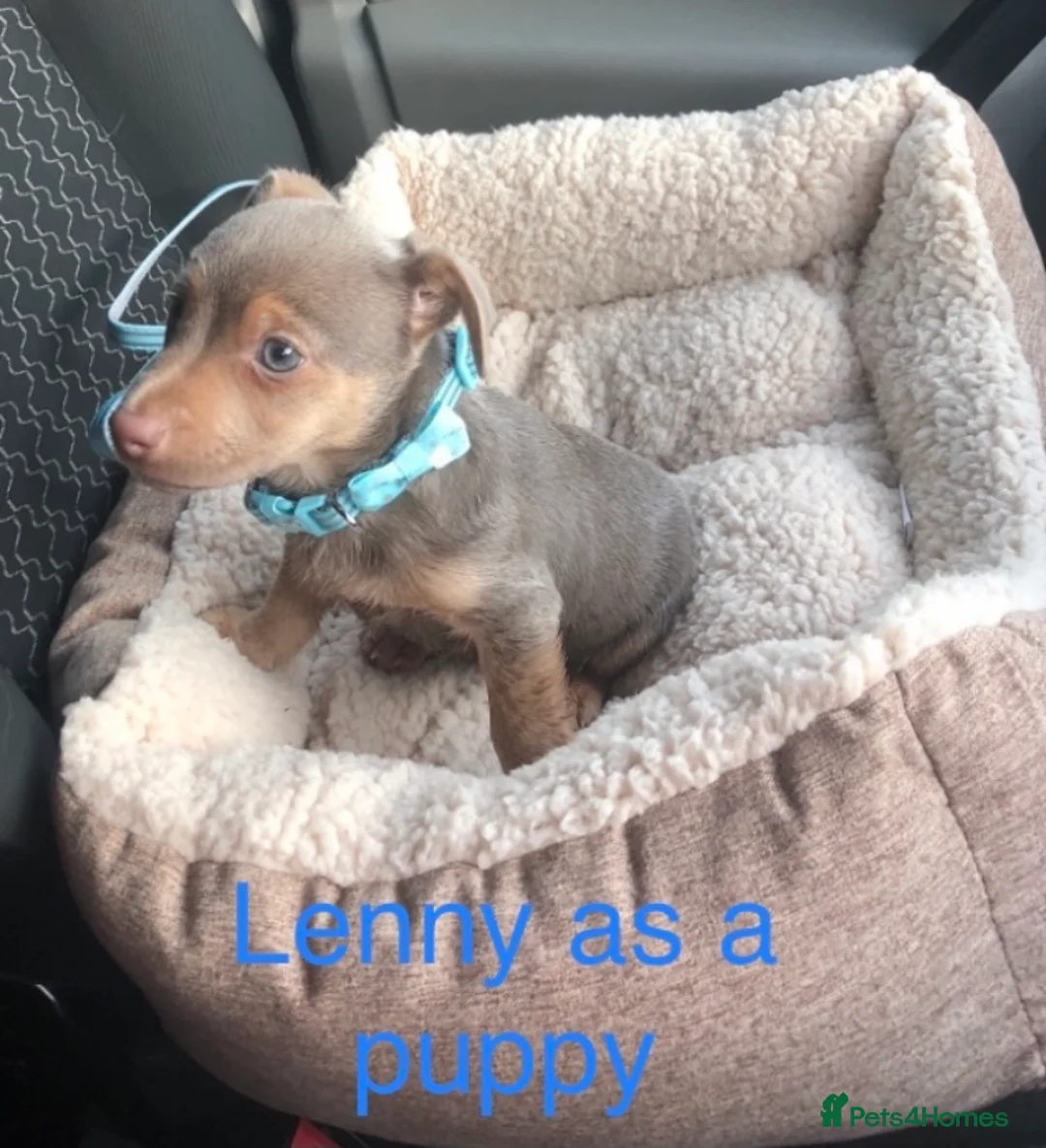 Jack Russell dogs for stud: Lenny Son of Much Wenlock Louie in Wokingham - Advert 2