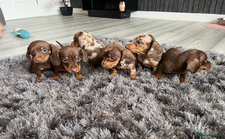Dachshund dogs - Advert 1