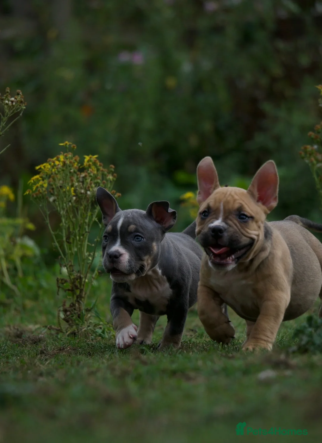 American Bully dogs for sale: American Micro Bullies  - Advert 20