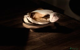 English Bulldog dogs for sale: Reggie - Image 2
