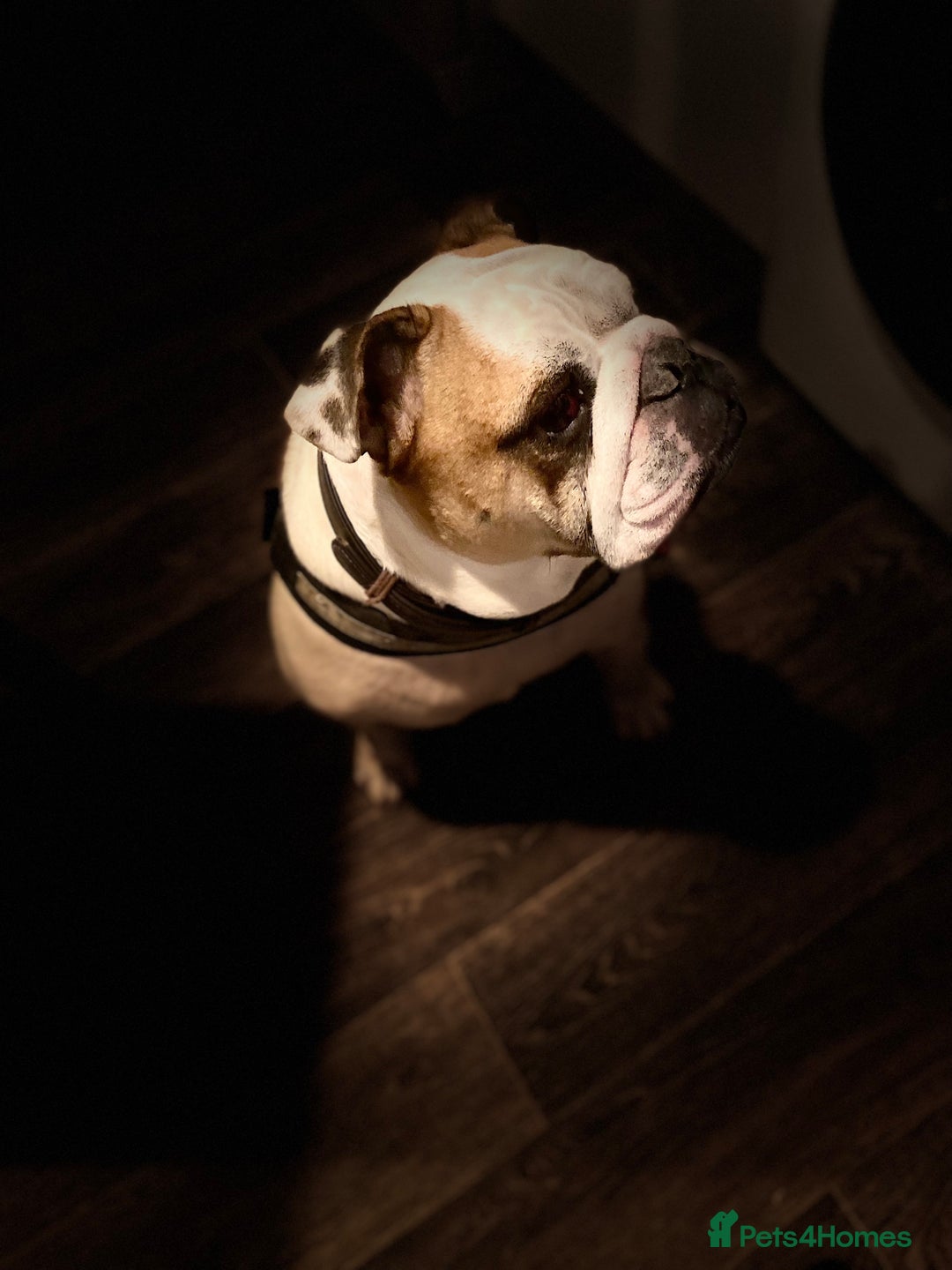 English Bulldog dogs for sale: Reggie - Image 2