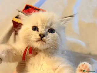 Ragdoll cats 4 tica reg male ragdolls - Advert 1