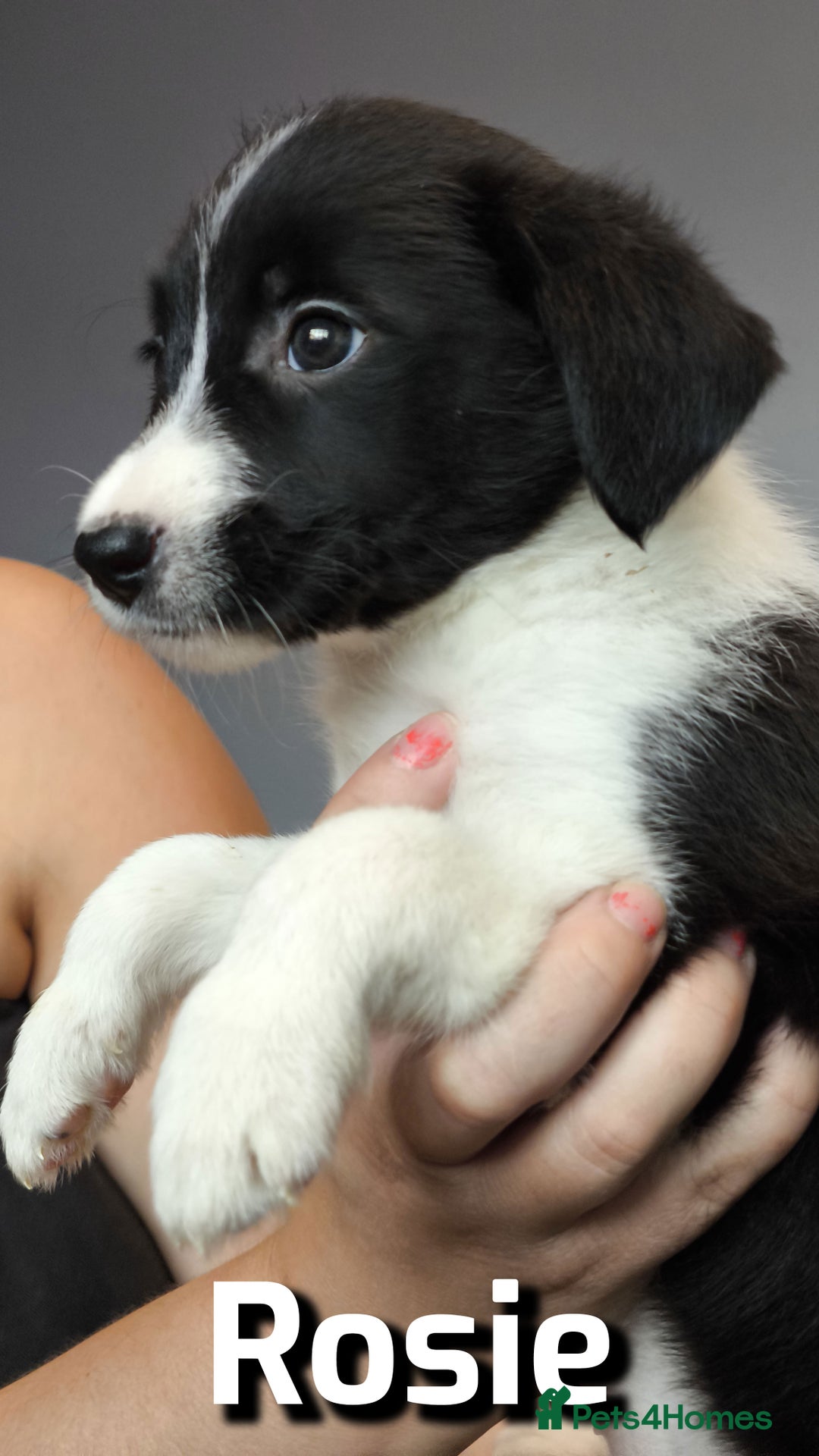Border Collie dogs for sale: Purebred Border Collie Puppies Tri Intelligent - Image 15