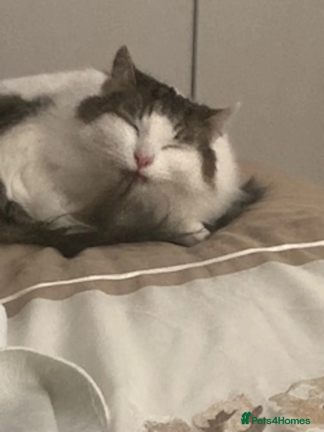 Domestic Shorthair cats for sale: Loving Home Needed for Two Sweet Cats  in Romford - Advert 2