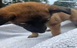 Belgian Shepherd Dog dogs for sale: belguim malinois free training provided - Image 20