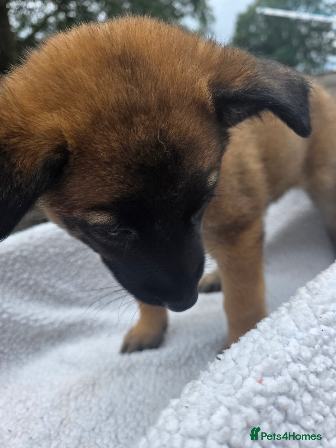 Belgian Shepherd Dog dogs for sale: belguim malinois free training provided - Image 20