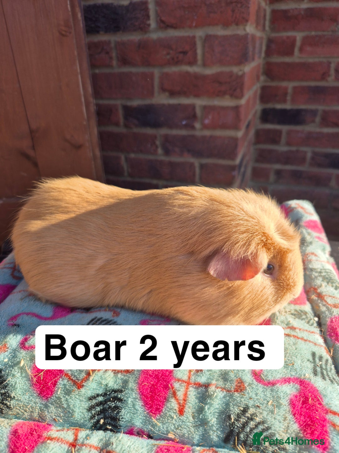 Guinea Pig rodents for sale: Guinea pigs  - Advert 6