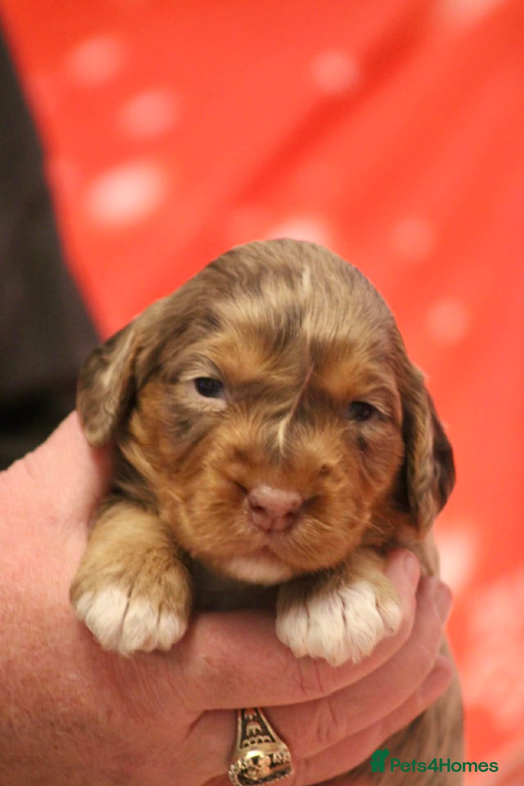 Cockapoo dogs for sale: Cockapoo puppies  - Advert 4