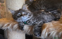 Maine Coon cats for sale: Gorgeous GCCF Maine Coons poss Active - Image 18