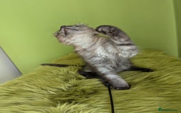 Maine Coon cats for sale: Beautiful Pedigree Maine Coon Kittens  - Image 7