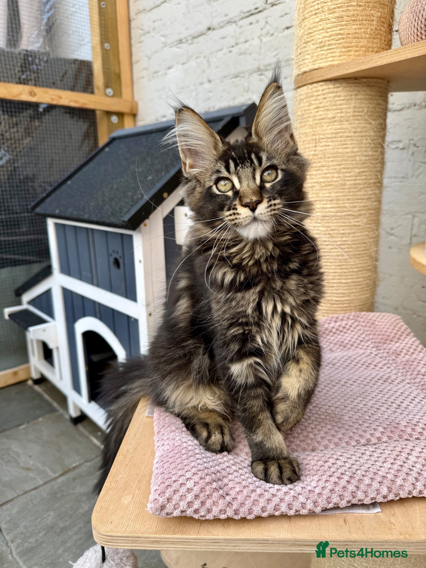 Maine Coon cats Champion TICA Pedigree Maine Coons kittens  - Advert 1