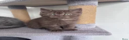 Scottish Fold cats for sale: British shorthair and Scottish straight mix  - Advert 37