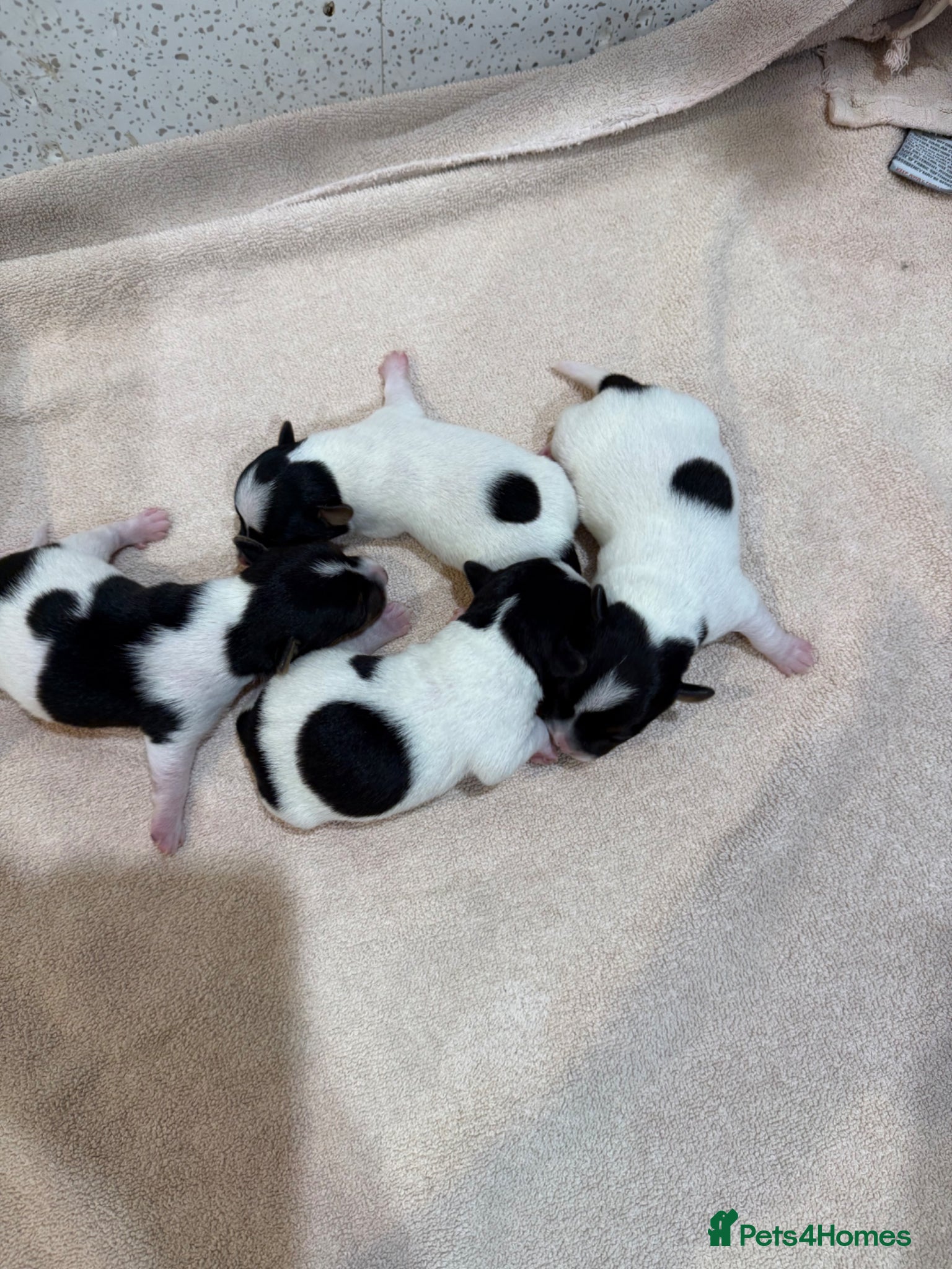 Jack Russell dogs Traditional Jack Russell Puppies  - Advert 2