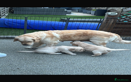Golden Retriever dogs for sale: Gorgeous Show Type Golden Retrievers - Image 16