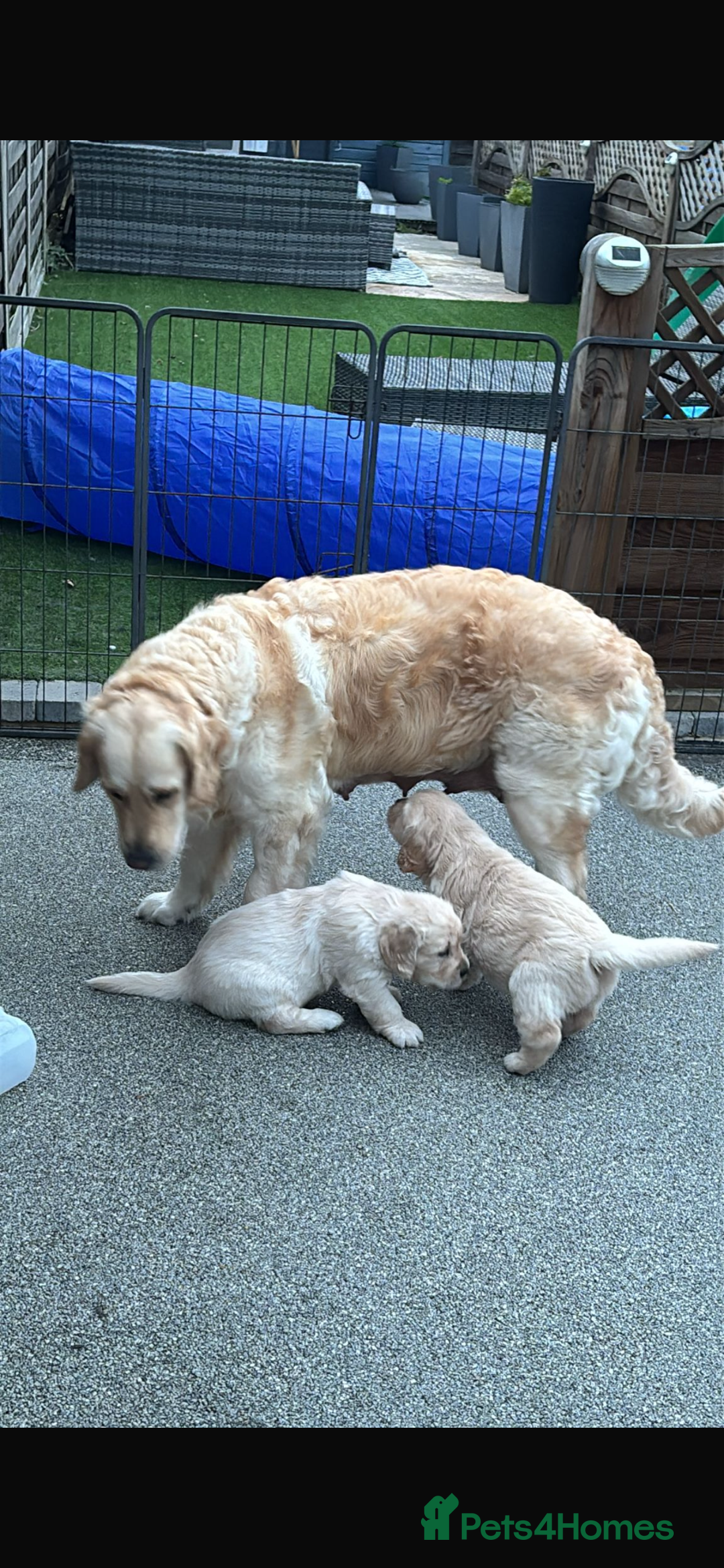 Golden Retriever dogs for sale: Gorgeous Show Type Golden Retrievers - Image 16
