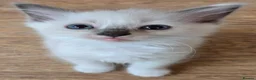 Ragdoll cats for sale: Beautiful fluffy Ragdolls - Advert 2