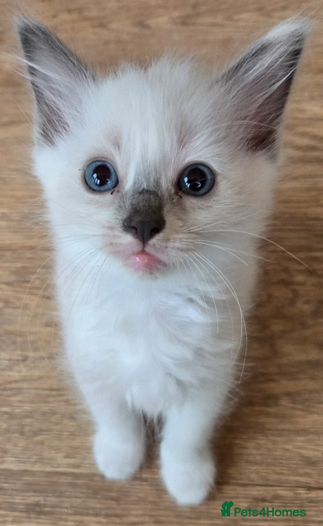 Ragdoll cats for sale: Beautiful fluffy Ragdolls - Advert 2