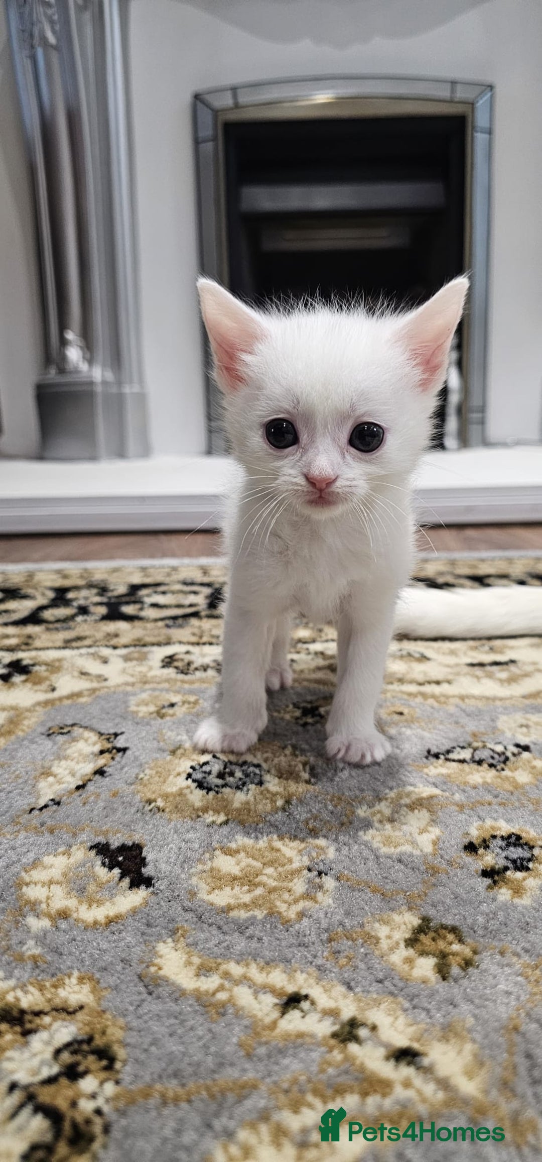 British Shorthair cats for sale: x6 Gorgeous Kittens looking for forever homes - Image 11