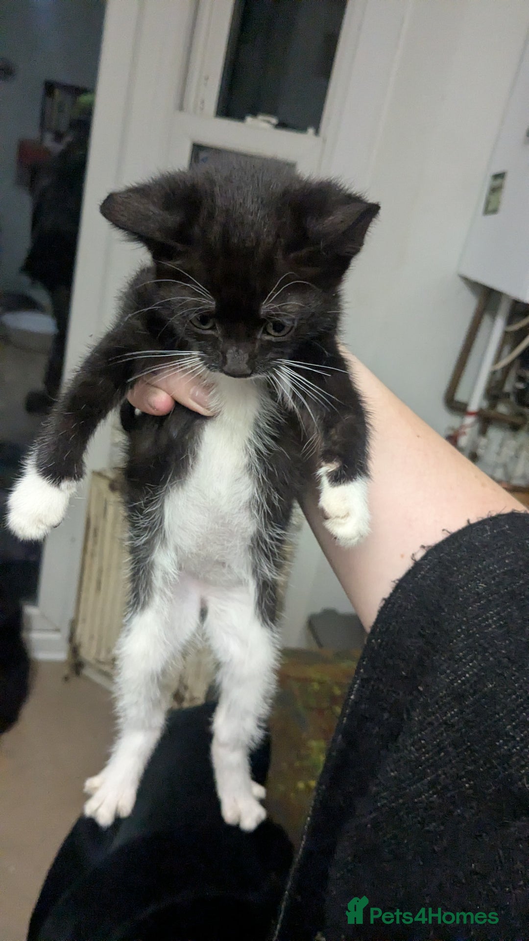 British Shorthair cats for sale: BEAUTIFUL TABBY KITTENS FOR SALE  - Advert 6