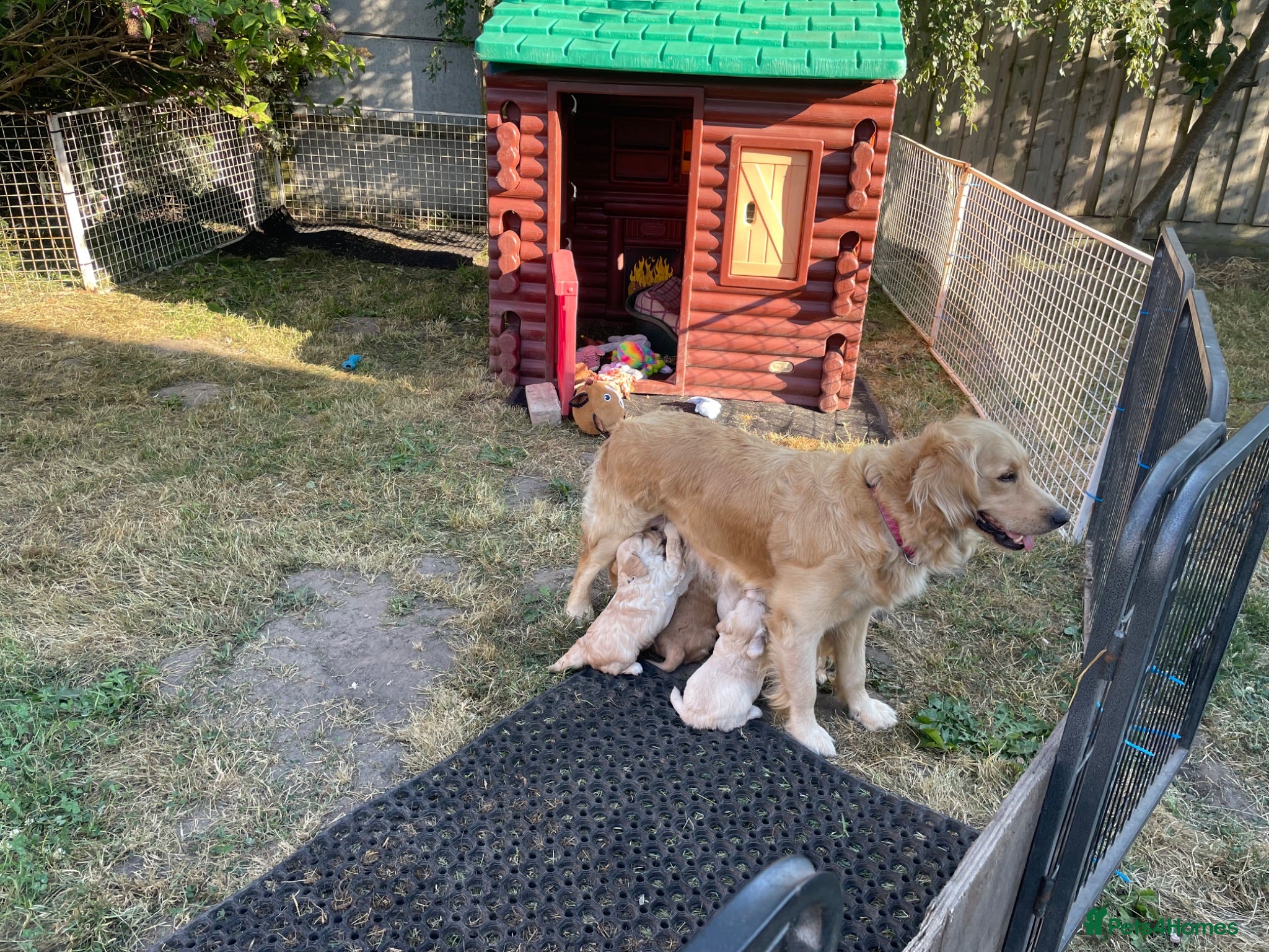 Mini Goldendoodle dogs Mini Goldendoodles. Pedigree health tested parents - Advert 10
