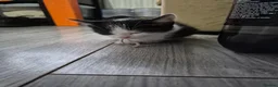 British Shorthair cats for sale: 8 beautiful kittens- ready to go - Advert 9