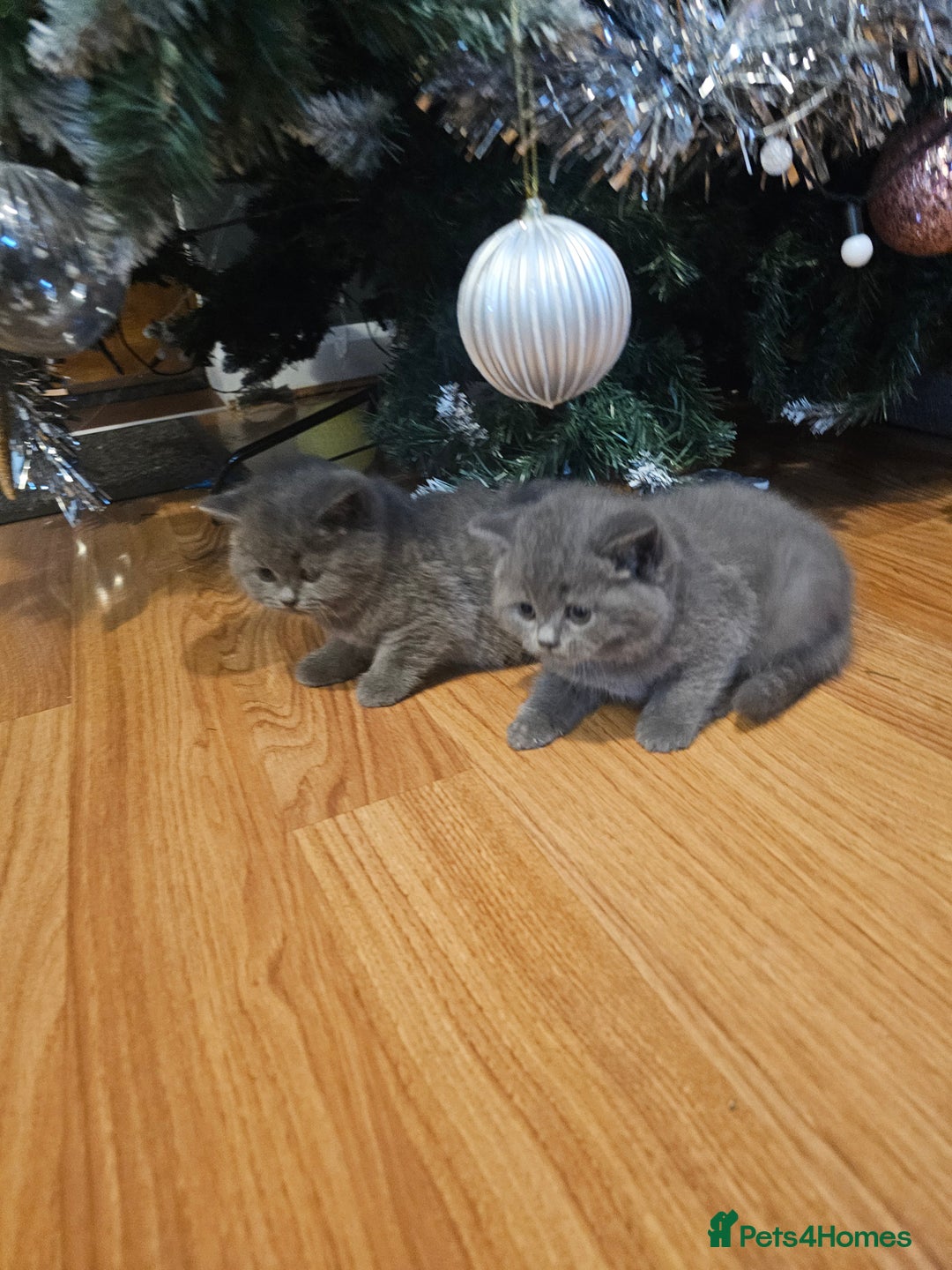 British Shorthair cats for sale: British shorthair kittens  - Advert 8