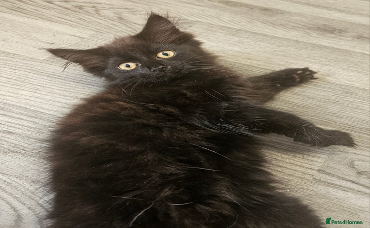 Mixed Breed cats - Advert 3