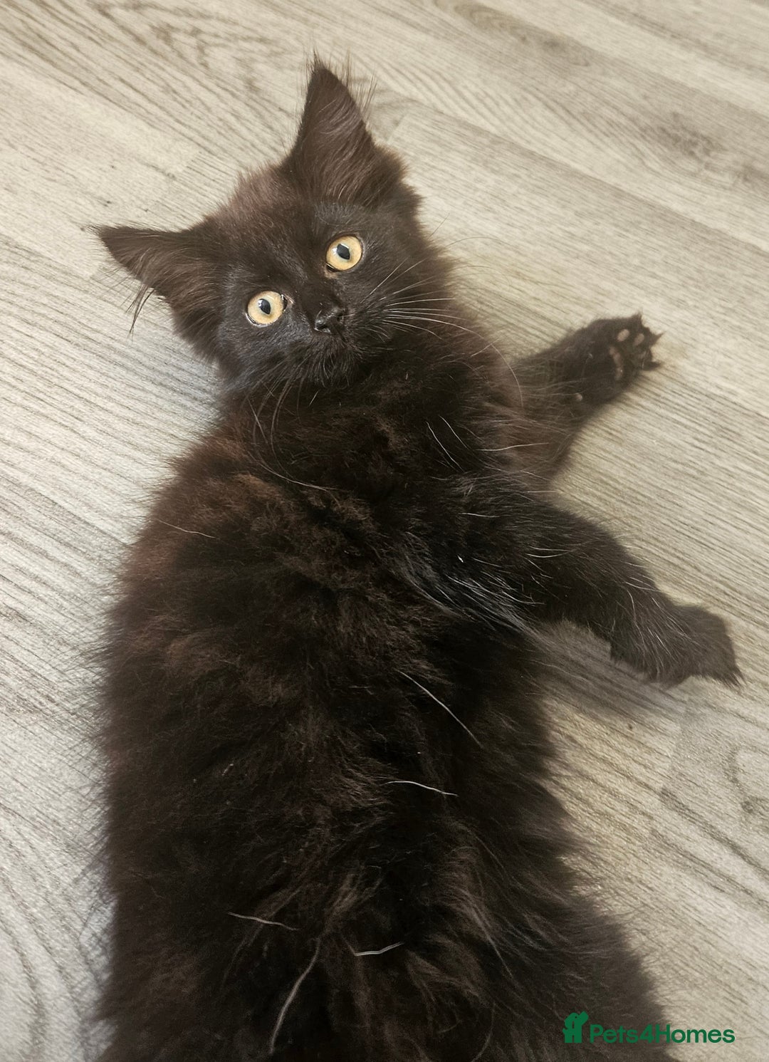 Mixed Breed cats for sale: Mixed kittens - Image 1