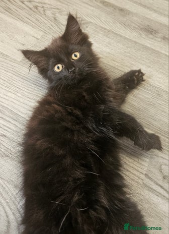 Mixed Breed cats - Advert 17