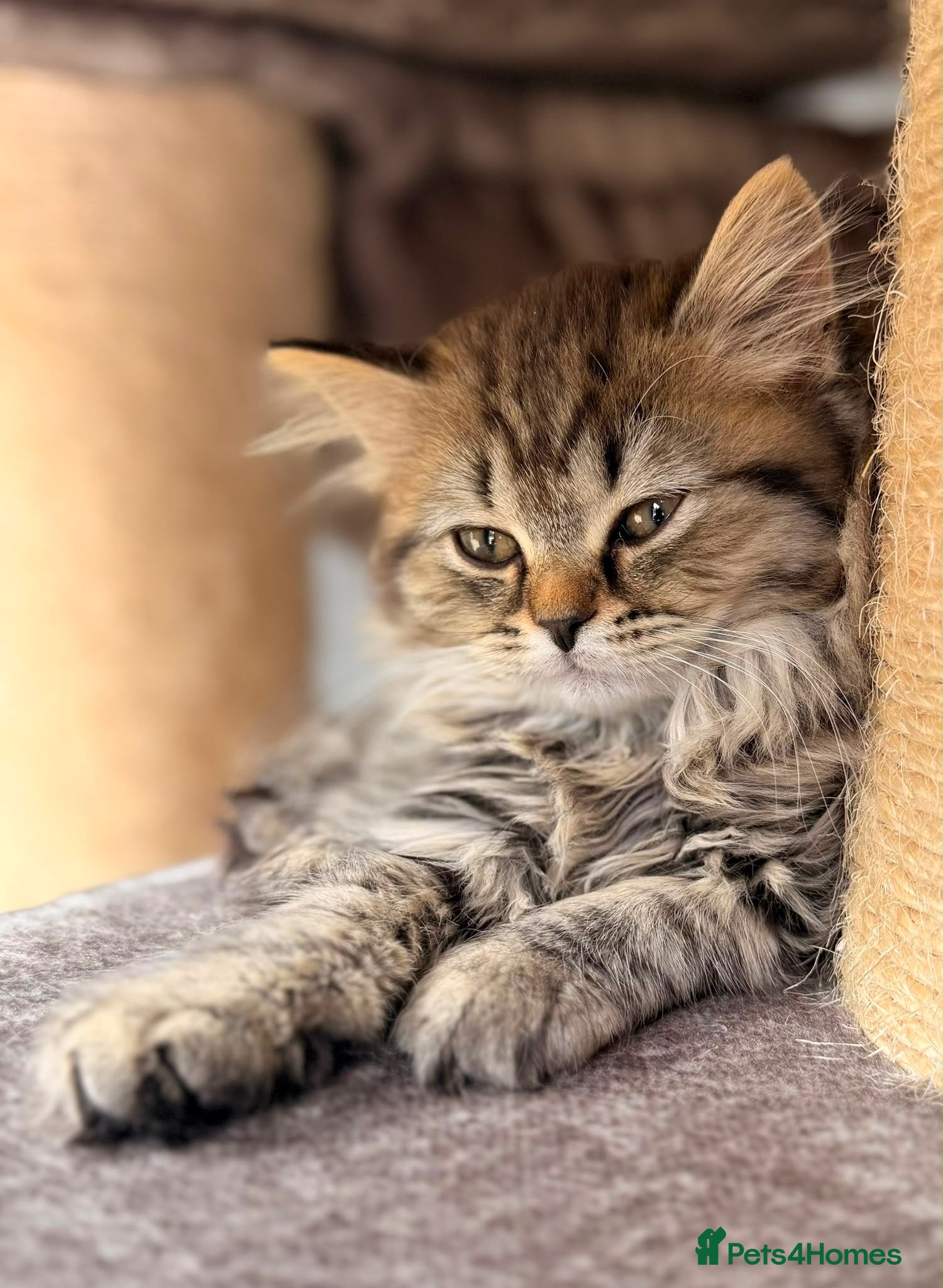 British Longhair cats Top quality BLH kittens new lines! - Advert 1