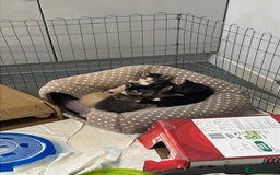 Mixed Breed cats for sale: Mainecoon/Bengal X kittens - Image 3