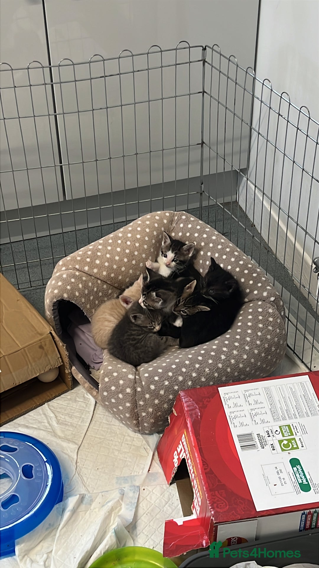 Mixed Breed cats for sale: Mainecoon/Bengal X kittens - Image 3
