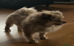 Pomeranian dogs for sale: 2 x pomeranians - Image 8