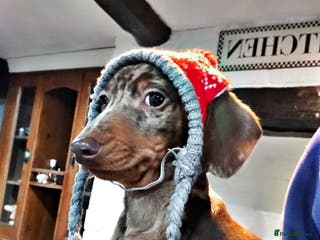 Miniature Dachshund dogs KC Male choc&tan dapple smooth hair mini dachshund - Advert 17