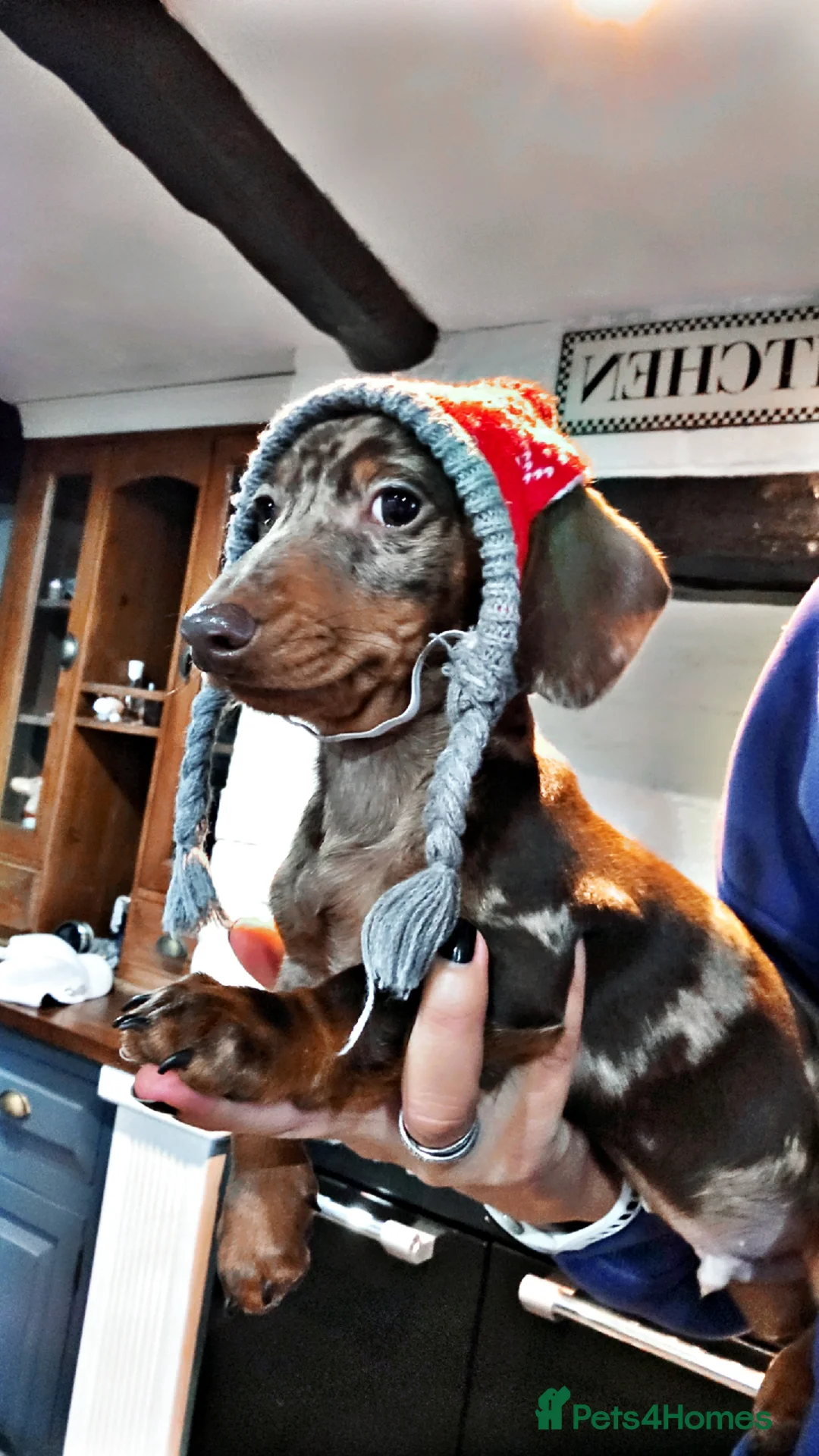 Miniature Dachshund dogs for sale: RESERVED KC Male choc&tan dapple smooth mini daxie - Advert 2