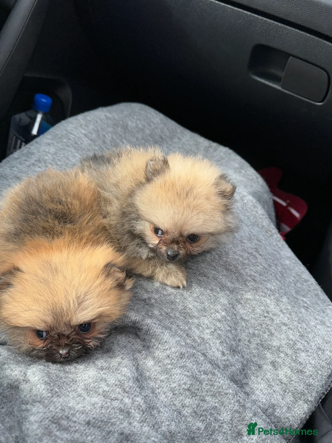 Pomeranian dogs for stud: beautiful Pomeranian boy Norman in Shildon - Advert 8