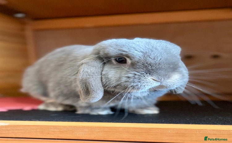 Mini Lop rabbits - Advert 4