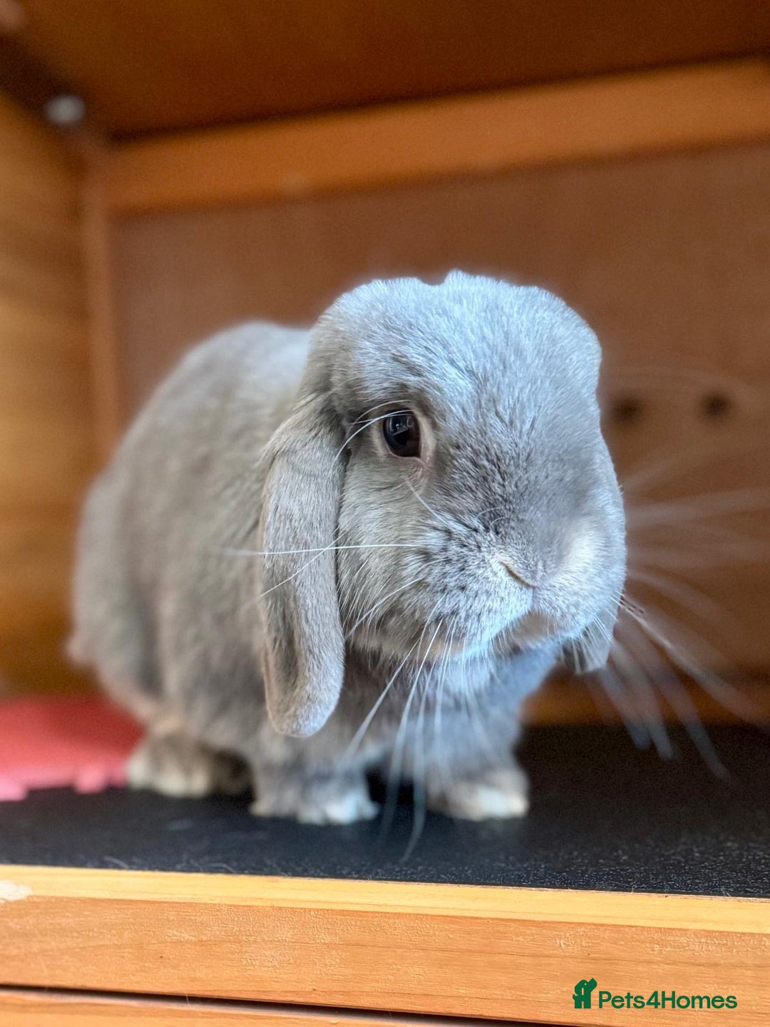Mini Lop rabbits for sale: Mini Lop Boy - Image 1
