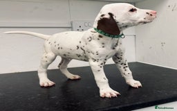 Dalmatian dogs for sale: 🐶 Stunning Dalmatian Puppies – Ready - Image 7