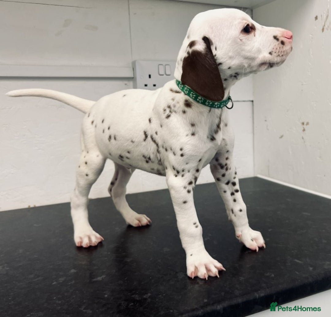 Dalmatian dogs for sale: 🐶 Stunning Dalmatian Puppies – Ready - Image 7