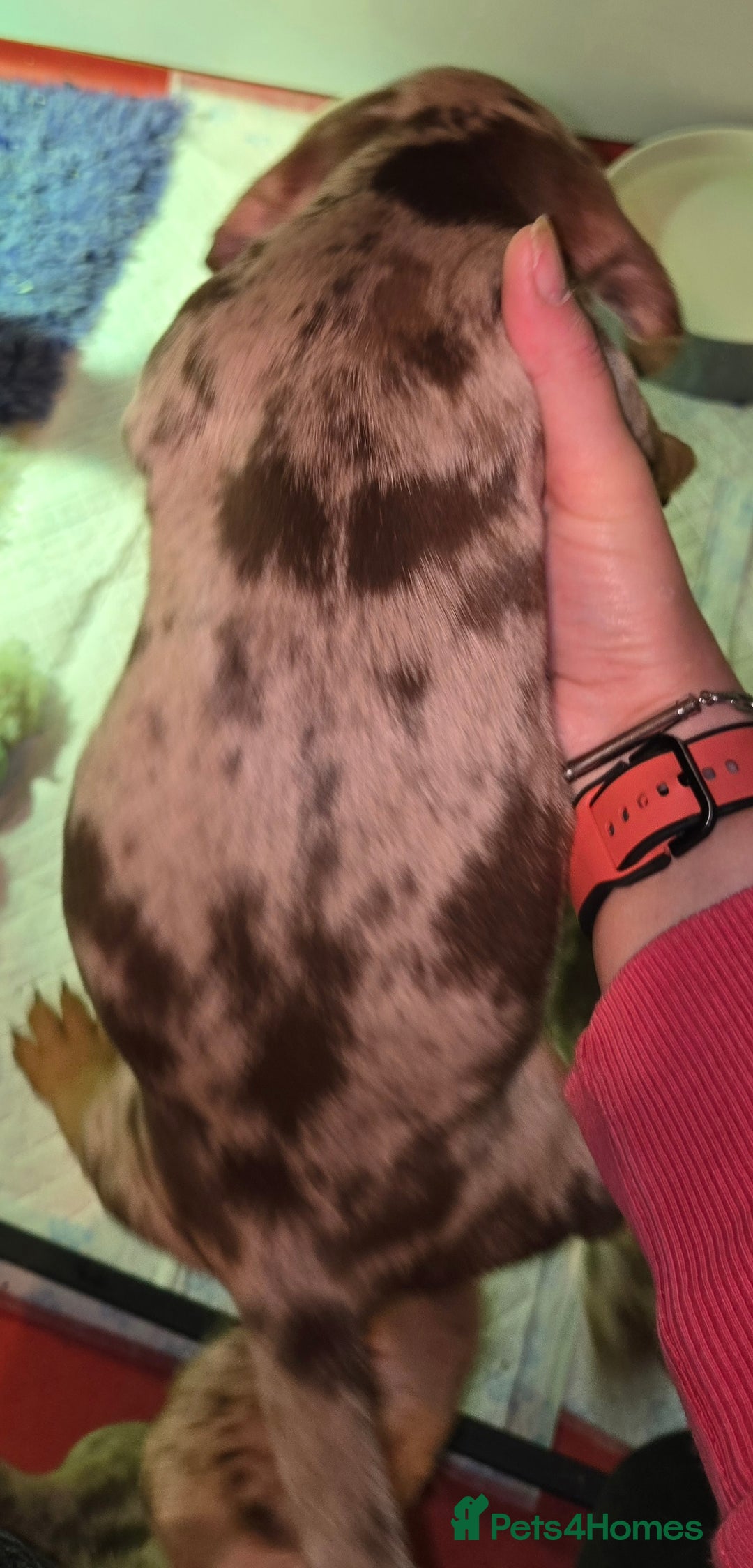 Miniature Dachshund dogs for sale: dapple pups - Image 4