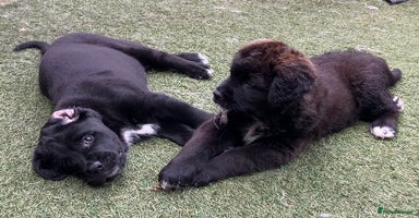 Mixed Breed dogs - Advert 6