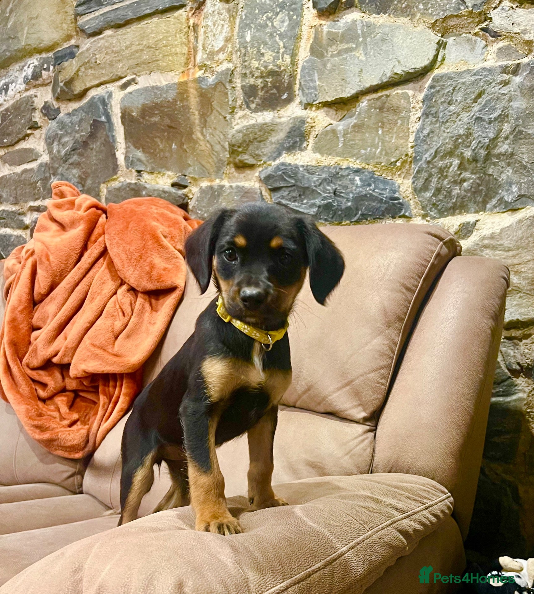 Mixed Breed dogs Cavalier x collie - Advert 9