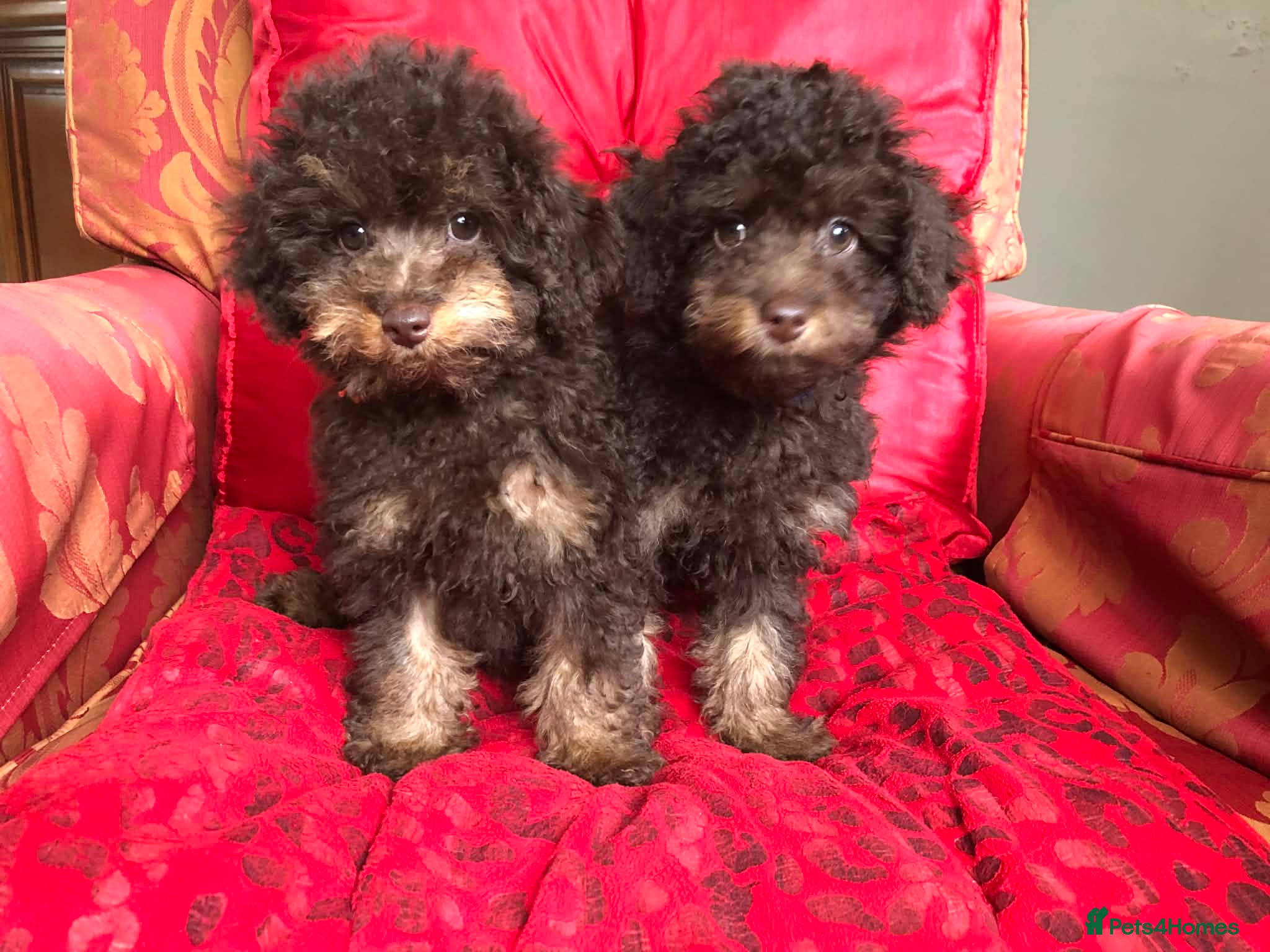 Toy Poodle dogs Chocolate Toy Poodles - Advert 3