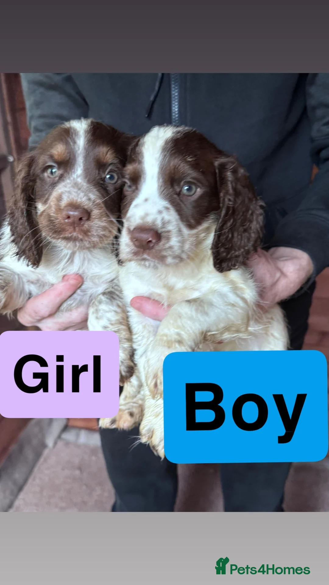 Cocker Spaniel dogs for sale: Cocker spaniel puppies #Blue/lemon roan carriers - Advert 2