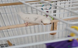 Budgerigars birds for sale: Young Female Budgie with large cage & accessories - Image 1