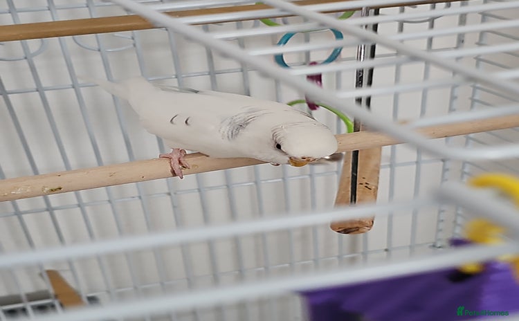 Budgerigars birds - Advert 7