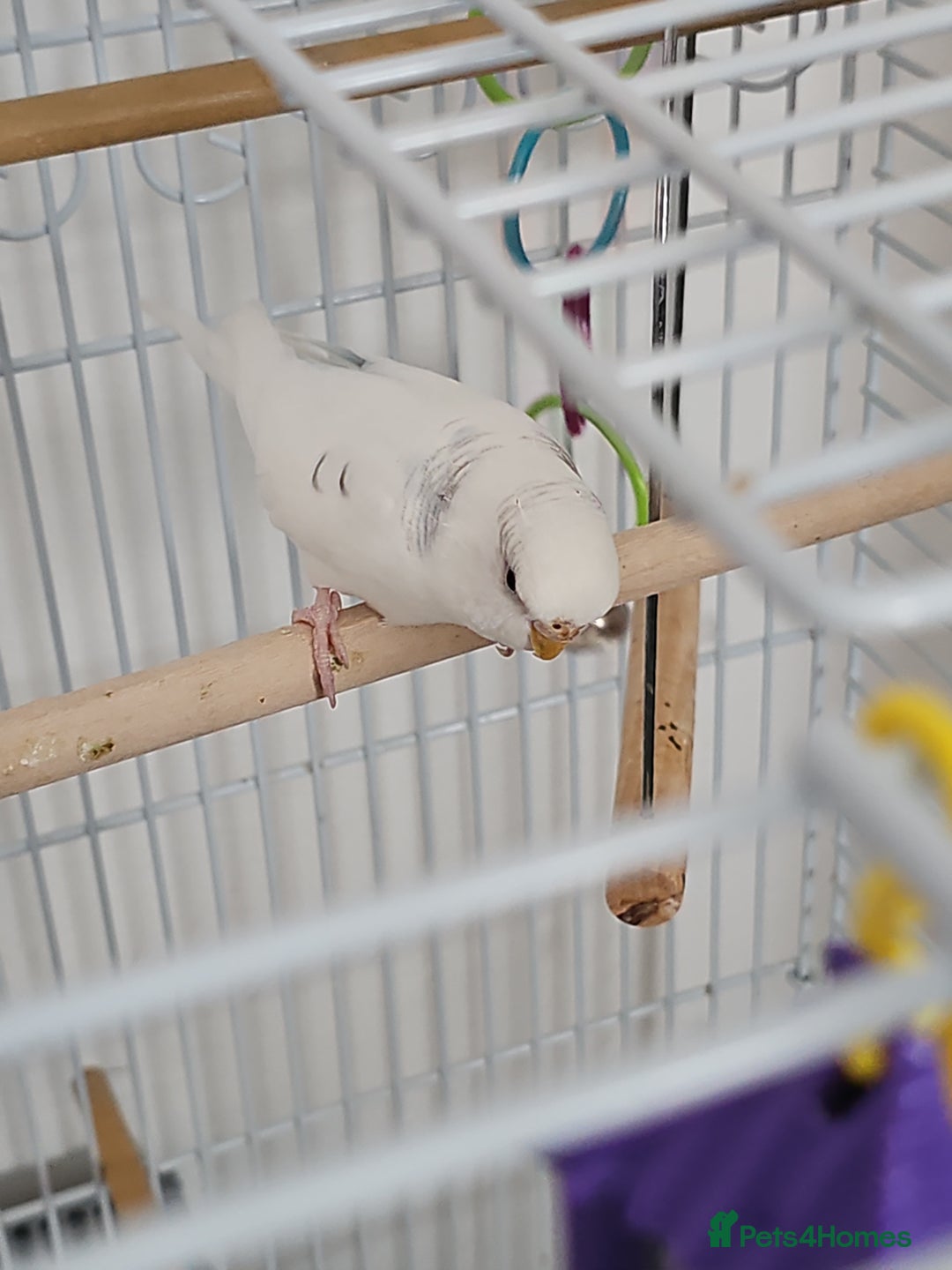 Budgerigars birds for sale: Young Female Budgie with large cage & accessories - Image 1
