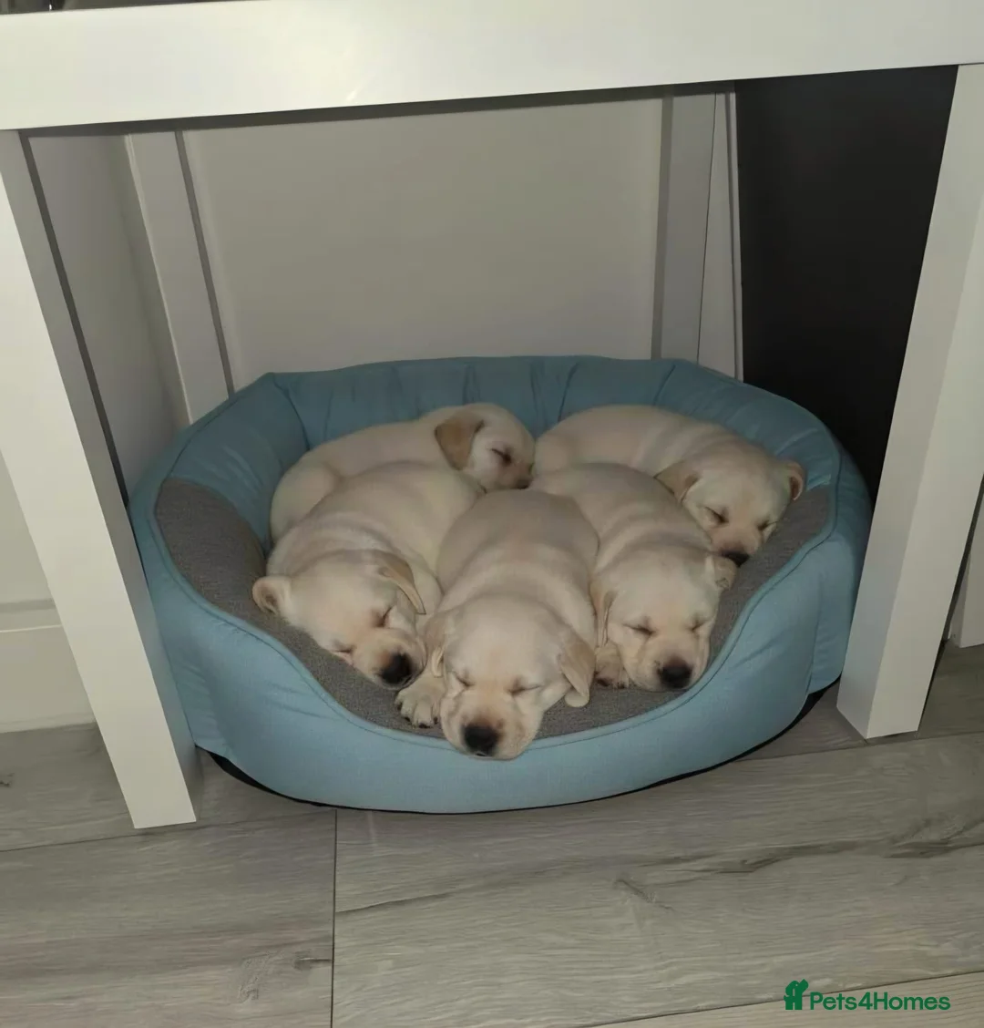 Labrador Retriever dogs for sale: Chunky Labrador puppies  - Advert 5