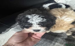 Mixed Breed dogs for sale: Bichon Maltese mix  - Advert 13